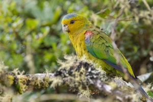 Indigo-winged Parrot (Hapalopsittaca fuertesi)