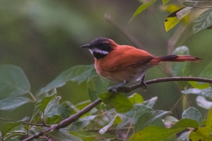 White-whiskered Spinetail (Synallaxis candei)