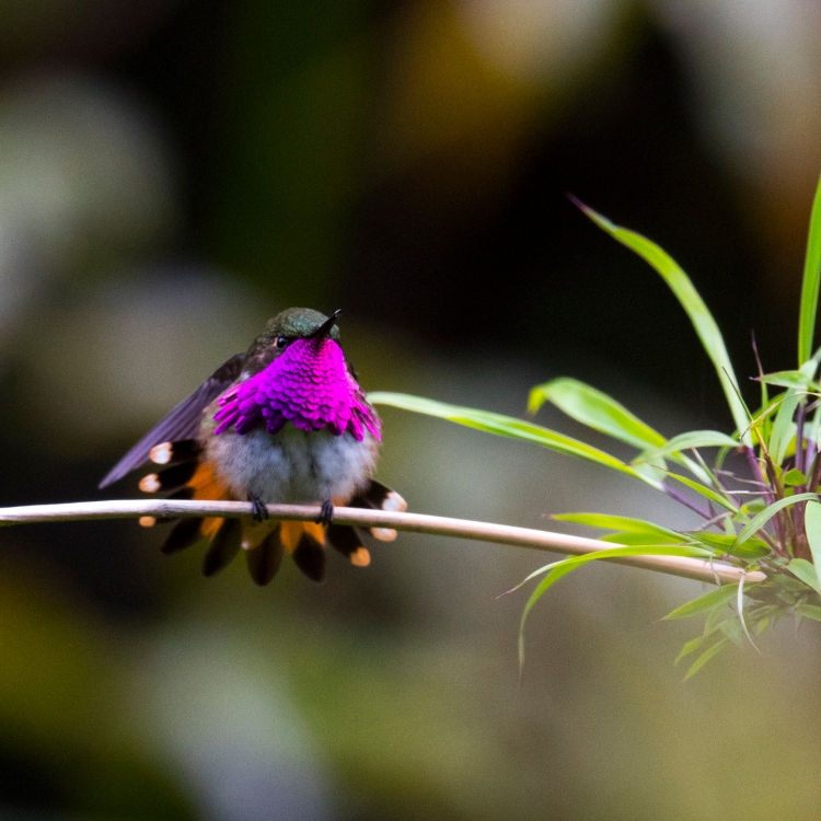 Wine-throated Hummingbird (Atthis elioti)