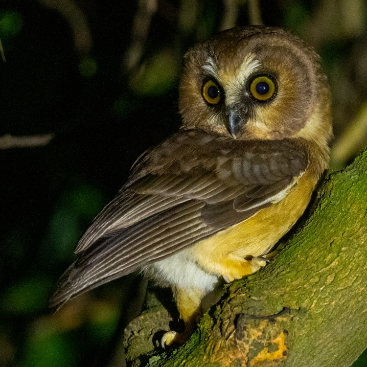 Unspotted Saw-whet Owl (Aegolius ridgwayi)